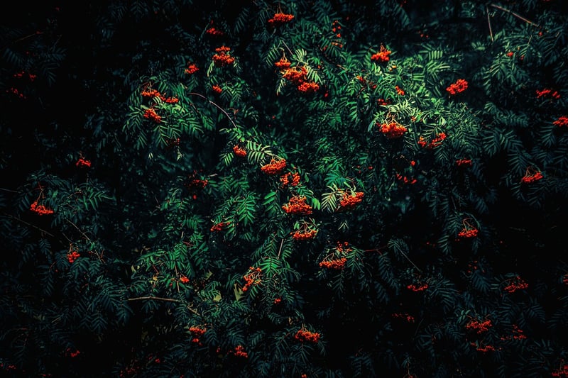 Mystical Botany