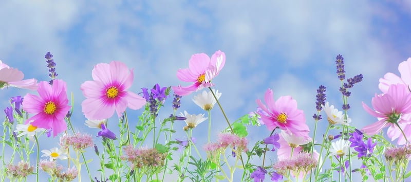 Whimsy's Wonderland